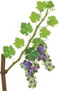 Grapevine branch with green leaves and unripe purple and green bunch
